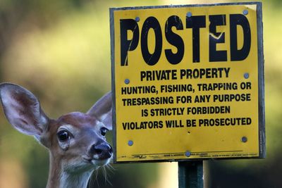 Fawn