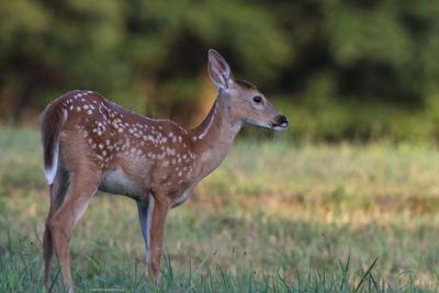 Fawn