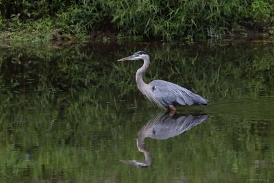 Great Blue Heron