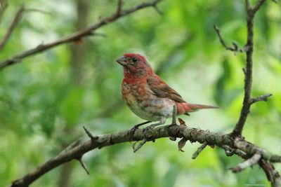 Purple Finch