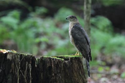 Coopers Hawk
