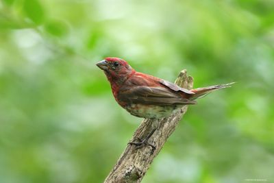 Purple Finch