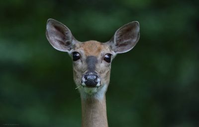 Whitetail Doe