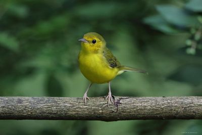 Baby Hooded Warbler
