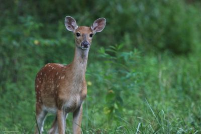 Deerlet