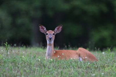 Whitetail Doe Chilling