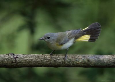 Female American Redstart