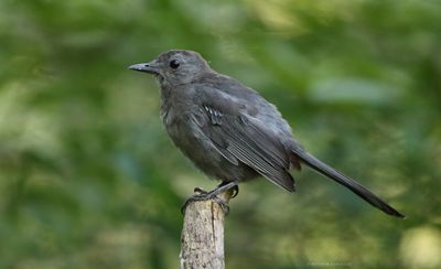 Baby Gray Catbird