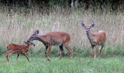 Whitetail Deer Family