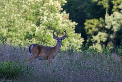 Whitetail  Buck