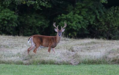 Whitetail Buck