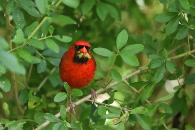 Male Northern Cardinal with a Caterpillar 