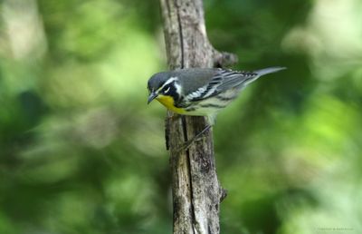 Yellow-throated Warbler
