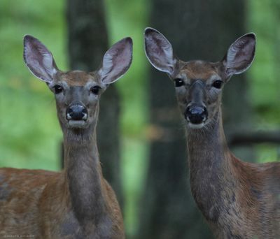 Whitetail Doe