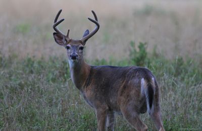 Whitetail Buck