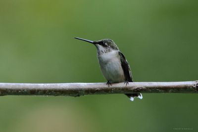 Hummingbird