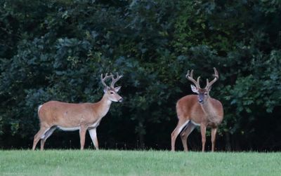 Whitetail Bucks