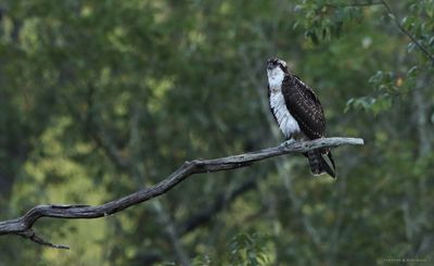 Osprey