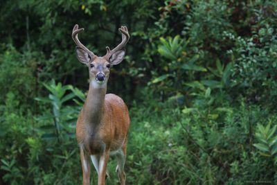 Whitetail Buck