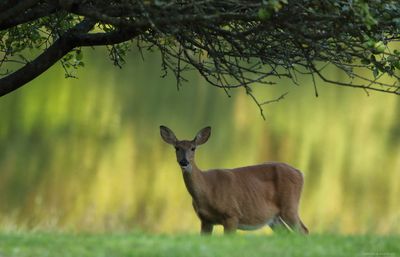 Pennsylvania Whitetail Doe