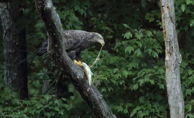 Juvenile Bald Eagle with supper