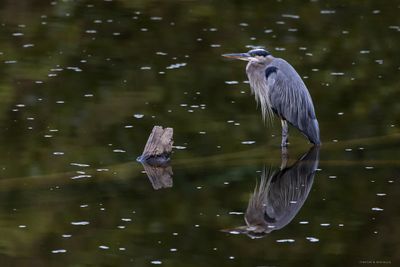 Great Blue Heron