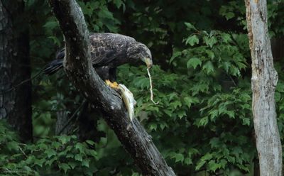 Juvenile Bald Eagle 