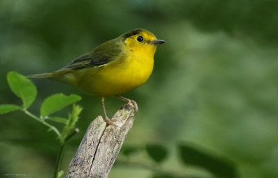 Female Hooded Warbler