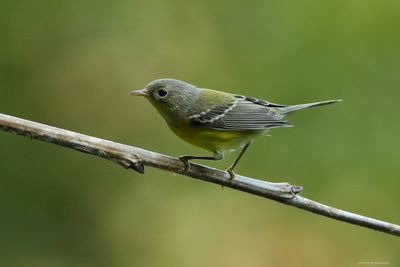 Magnolia Warbler