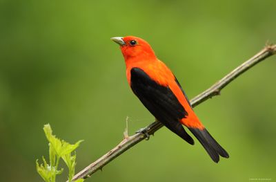 Scarlet Tanager