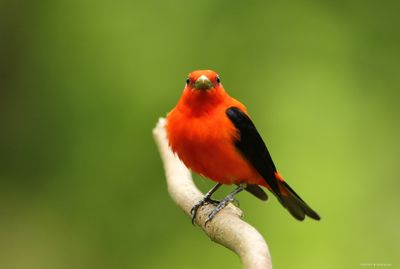 Scarlet Tanager