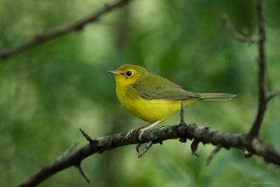 Baby Hooded Warbler