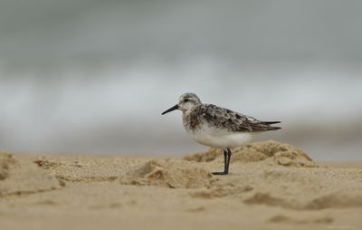 Sanderling