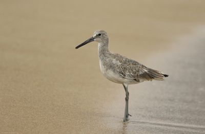 Willet