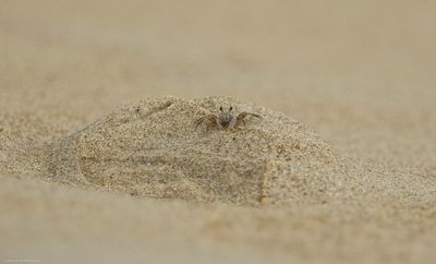 Ghost Crab