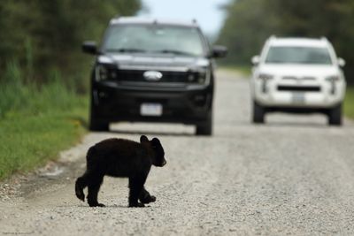 Tiny bear jam. 