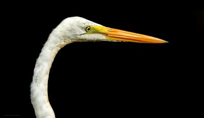 Snowy Egret 