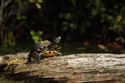 Turtle