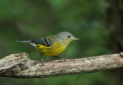 Magnolia Warbler