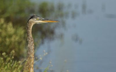 Great Blue Heron