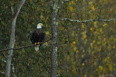 Bald Eagle