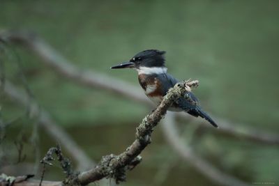 Belted Kingfisher