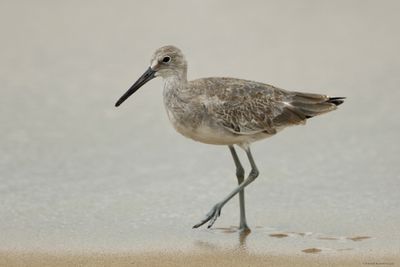 Willet