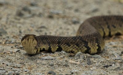 Cottonmouth / Water Moccasin 
