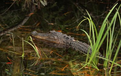 Alligator