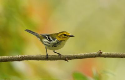 Black-throated Green Warbler