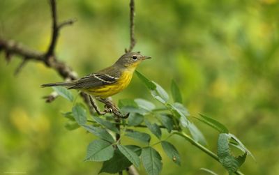 Magnolia Warbler
