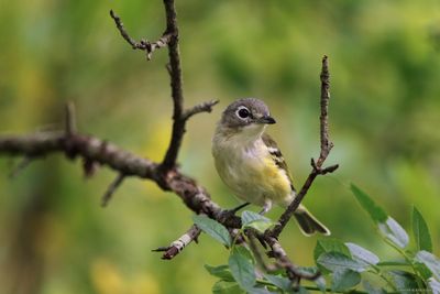 Blue-headed Vireo