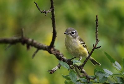 Blue-headed Vireo