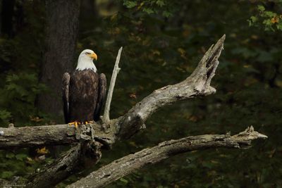 Bald Eagle
